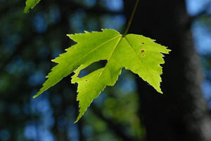 photo of maple leaf